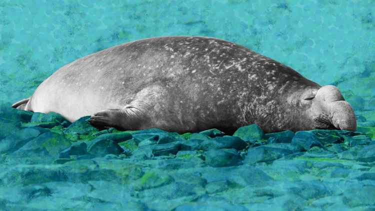 Elefante Marino