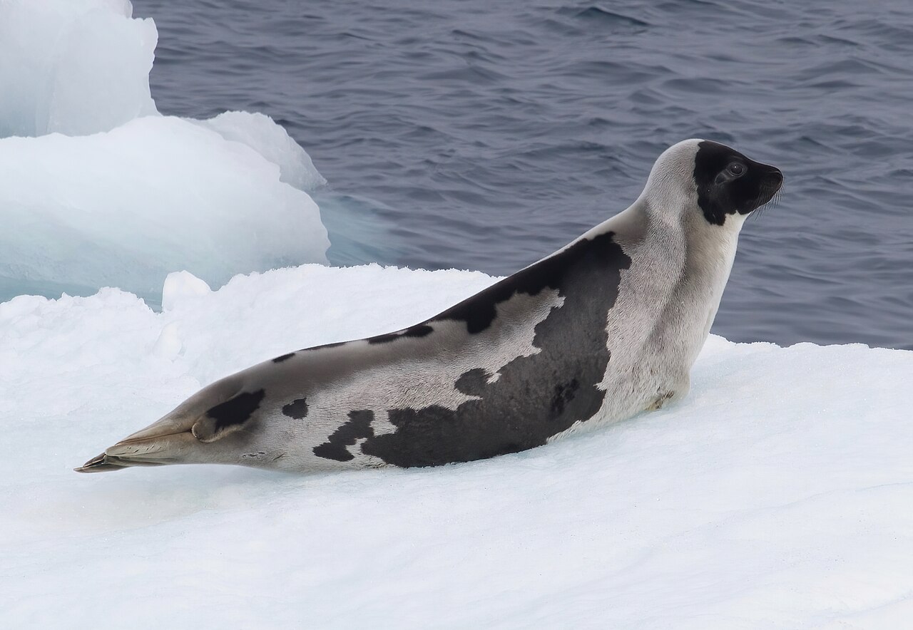 Foca de Groenlandia