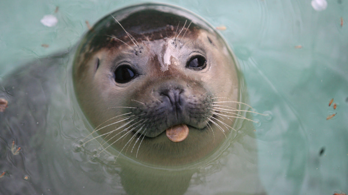 Foca Monje